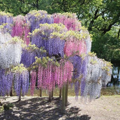 Image showing  1 gal. Tri-Color Wisteria