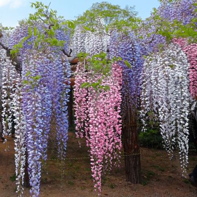 Image showing  1 gal. Tri-Color Wisteria