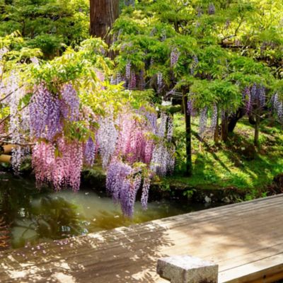 Image showing  1 gal. Tri-Color Wisteria
