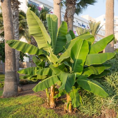 National Plant Network 1 gal. Potted Green Banana Dwarf Cavendish Plant