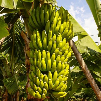 Image showing  1 gal. Potted Green Banana Dwarf Cavendish Plant