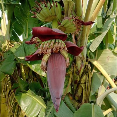 Image showing  1 gal. Potted Green Banana Dwarf Cavendish Plant