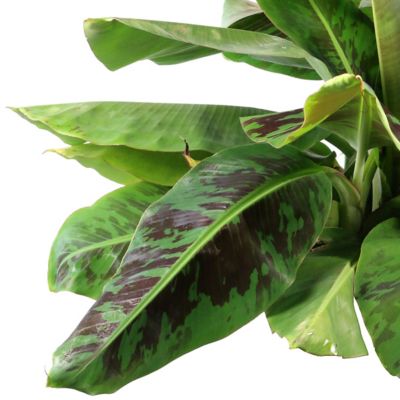 Image showing  1 gal. Potted Green Banana Dwarf Cavendish Plant