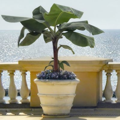 Image showing  1 gal. Potted Green Banana Dwarf Cavendish Plant