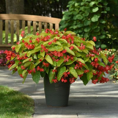 Image showing  4 in. Potted Red Begonia Canary Wings Plants, 3 pc.
