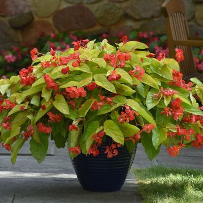 Image showing  4 in. Potted Red Begonia Canary Wings Plants, 3 pc.