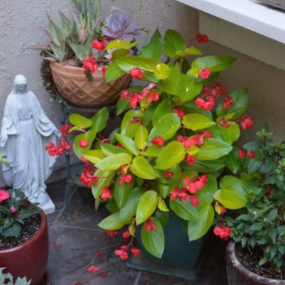 Image showing  4 in. Potted Red Begonia Canary Wings Plants, 3 pc.