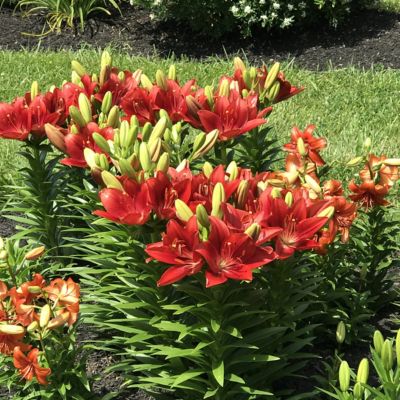 Image showing  Red Lily Summer Scarlet LA Hybrid Bulb Plants, 4 pc.