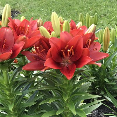 Image showing  Red Lily Summer Scarlet LA Hybrid Bulb Plants, 4 pc.
