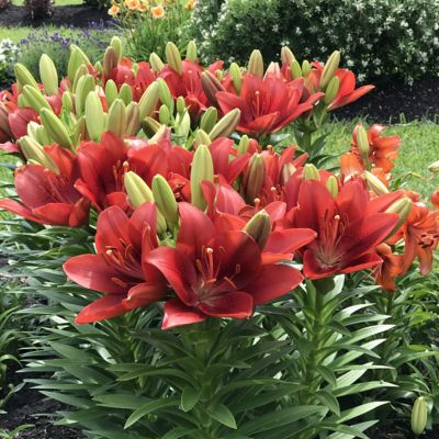 Image showing  Red Lily Summer Scarlet LA Hybrid Bulb Plants, 4 pc.