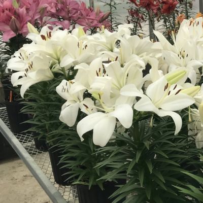 Image showing  Snow White Lily Summer Snow LA Hybrid Bulb Plants, 5 pc.