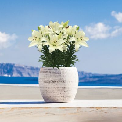 Image showing  Snow White Lily Summer Snow LA Hybrid Bulb Plants, 5 pc.