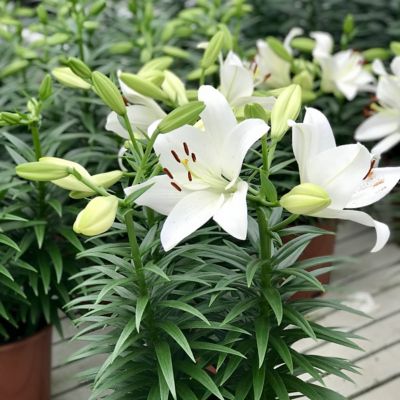 Image showing  Snow White Lily Summer Snow LA Hybrid Bulb Plants, 5 pc.