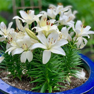 Image showing  Snow White Lily Summer Snow LA Hybrid Bulb Plants, 5 pc.