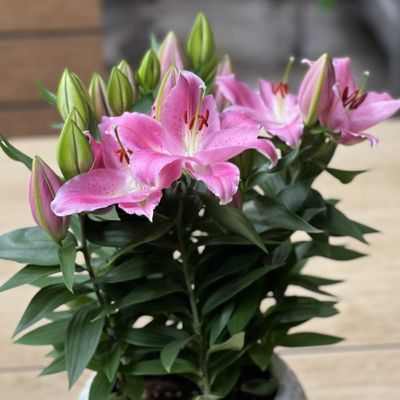 National Plant Network Pink/Yellow Lily Sunny Camino Oriental Bulb Plants, 5 pc.
