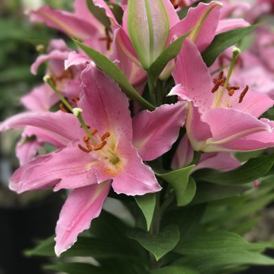 Image showing  Pink/Yellow Lily Sunny Camino Oriental Bulb Plants, 5 pc.