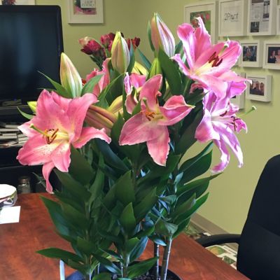 Image showing  Pink/Yellow Lily Sunny Camino Oriental Bulb Plants, 5 pc.