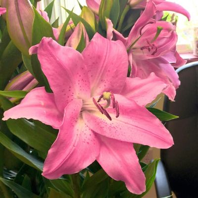 Image showing  Pink/Yellow Lily Sunny Camino Oriental Bulb Plants, 5 pc.