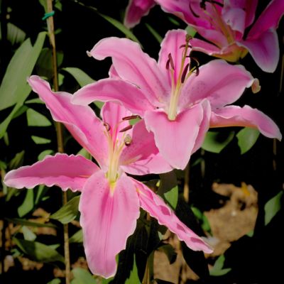 Image showing  Pink/Yellow Lily Sunny Camino Oriental Bulb Plants, 5 pc.