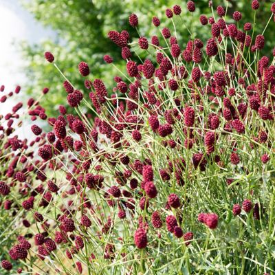 National Plant Network Bareroot Sanguisorba Little Angel Variegated Burnet, 3-Pack