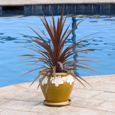 National Plant Network 3.5 in. Cordyline Red Star, 3-Pack