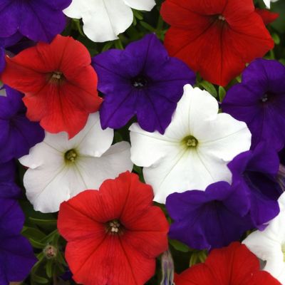 National Plant Network 4 in. Potted Red/White/Blue Petunia Easy Wave Freedom Combo Plants, 3 pc.