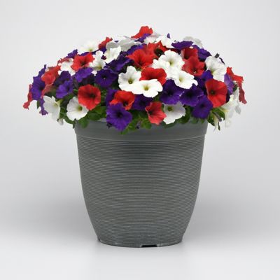 Image showing  4 in. Potted Red/White/Blue Petunia Easy Wave Freedom Combo Plants, 3 pc.
