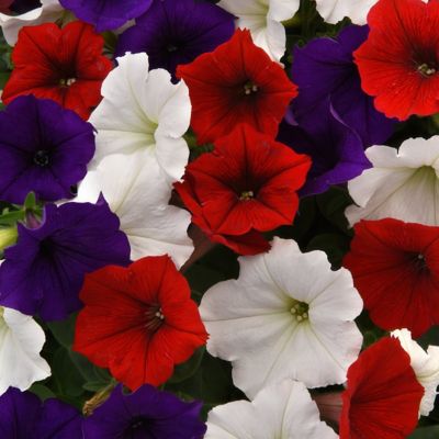 Image showing  4 in. Potted Red/White/Blue Petunia Easy Wave Freedom Combo Plants, 3 pc.