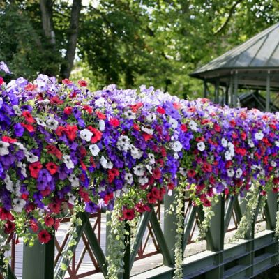 Image showing  4 in. Potted Red/White/Blue Petunia Easy Wave Freedom Combo Plants, 3 pc.