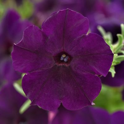 National Plant Network 2.5 in. Petunia Easy Wave Navy Velour, 6-Pack