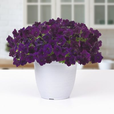 Image showing  2.5 in. Petunia Easy Wave Navy Velour, 6-Pack