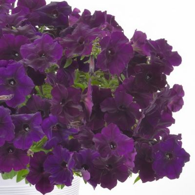 Image showing  2.5 in. Petunia Easy Wave Navy Velour, 6-Pack