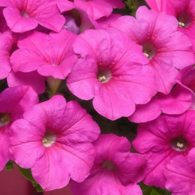 National Plant Network 2.5 in. Potted Neon Pink Petunia Easy Wave Neon Rose Plants, 6-Pack
