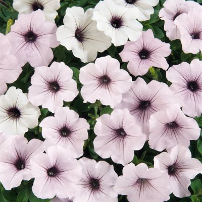 National Plant Network 4 in. Petunia Tidal Wave Silver, 3-Pack
