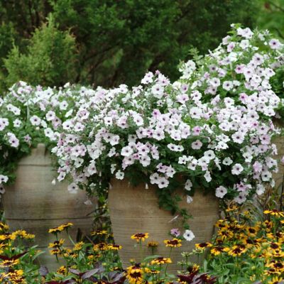 Image showing  4 in. Potted Purple Petunia Tidal Wave Silver Plants, 3 pc.