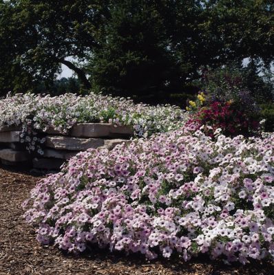 Image showing  4 in. Potted Purple Petunia Tidal Wave Silver Plants, 3 pc.