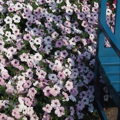 Image showing  4 in. Potted Purple Petunia Tidal Wave Silver Plants, 3 pc.