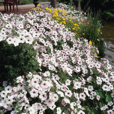 Image showing  4 in. Potted Purple Petunia Tidal Wave Silver Plants, 3 pc.