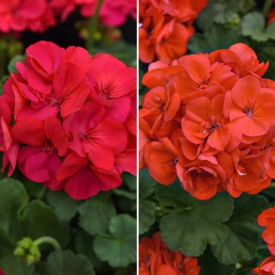 National Plant Network 4 in. Geranium Solera Collection, 4-Pack