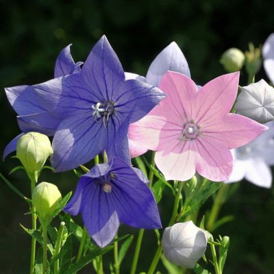 National Plant Network 4 in. Platycodon Pop Star Tri-Color Balloon Flowers, 3-Pack