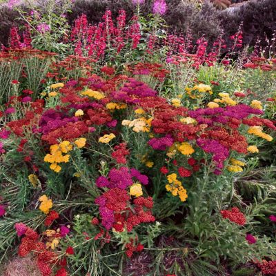 National Plant Network 4 in. Achillea 3-N-1 Milly Rock Yarrow, 3-Pack