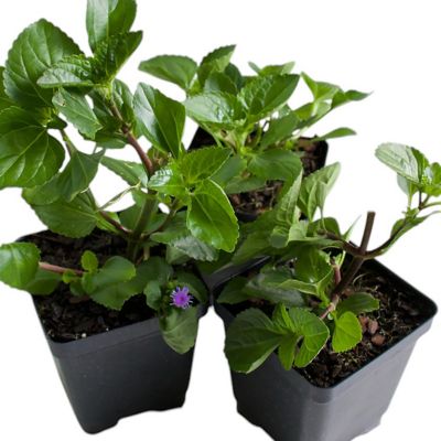 National Plant Network 3.25 in. Ageratum Monarch Magic Floss Flower, 3-Pack