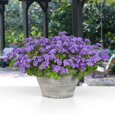 Image showing  3.25 in. Ageratum Monarch Magic Floss Flower, 3-Pack