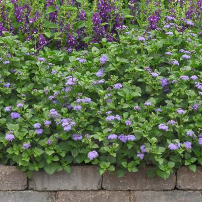 Image showing  3.25 in. Ageratum Monarch Magic Floss Flower, 3-Pack