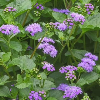 Image showing  3.25 in. Ageratum Monarch Magic Floss Flower, 3-Pack
