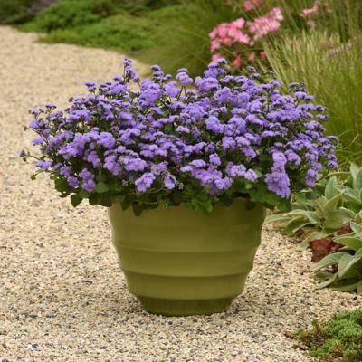 Image showing  3.25 in. Ageratum Monarch Magic Floss Flower, 3-Pack