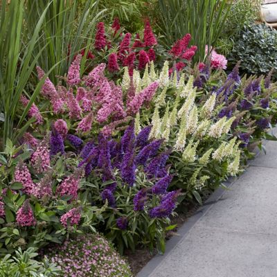 National Plant Network 3.25 in. Buddleia Butterfly Candy Butterfly Bush Collection, 4-Pack