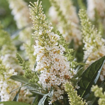 National Plant Network 3.25 in. Buddleia Butterfly Candy 'Lil Coconut, 3-Pack