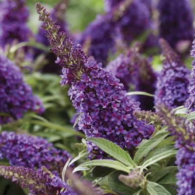 National Plant Network 3.25 in. Buddleia Butterfly Candy 'Lil Grape, 3-Pack