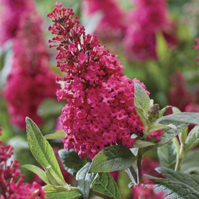 National Plant Network 3.25 in. Buddleia Butterfly Candy 'Lil Raspberry, 3-Pack